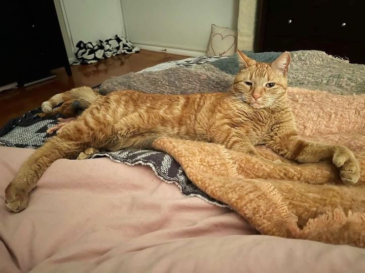 orange tabby cat big paws