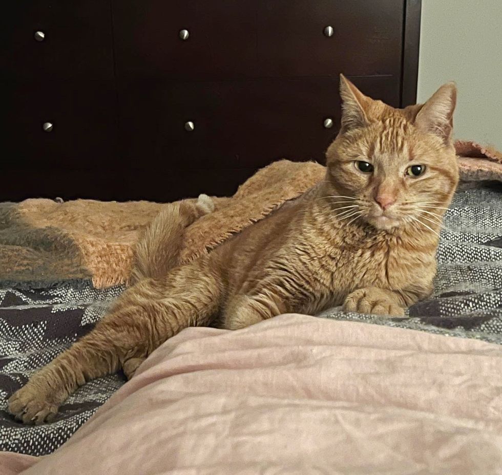 handsome orangish  feline  ernie