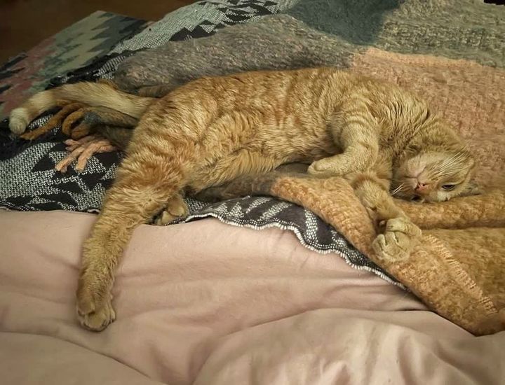 sleeping orange cat ernie