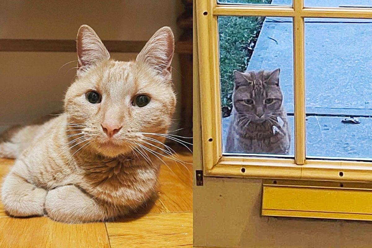 Orange Cat with Extra Toes Wanders onto Porch, Keeps Hanging Around Until He Gets What He Wanted