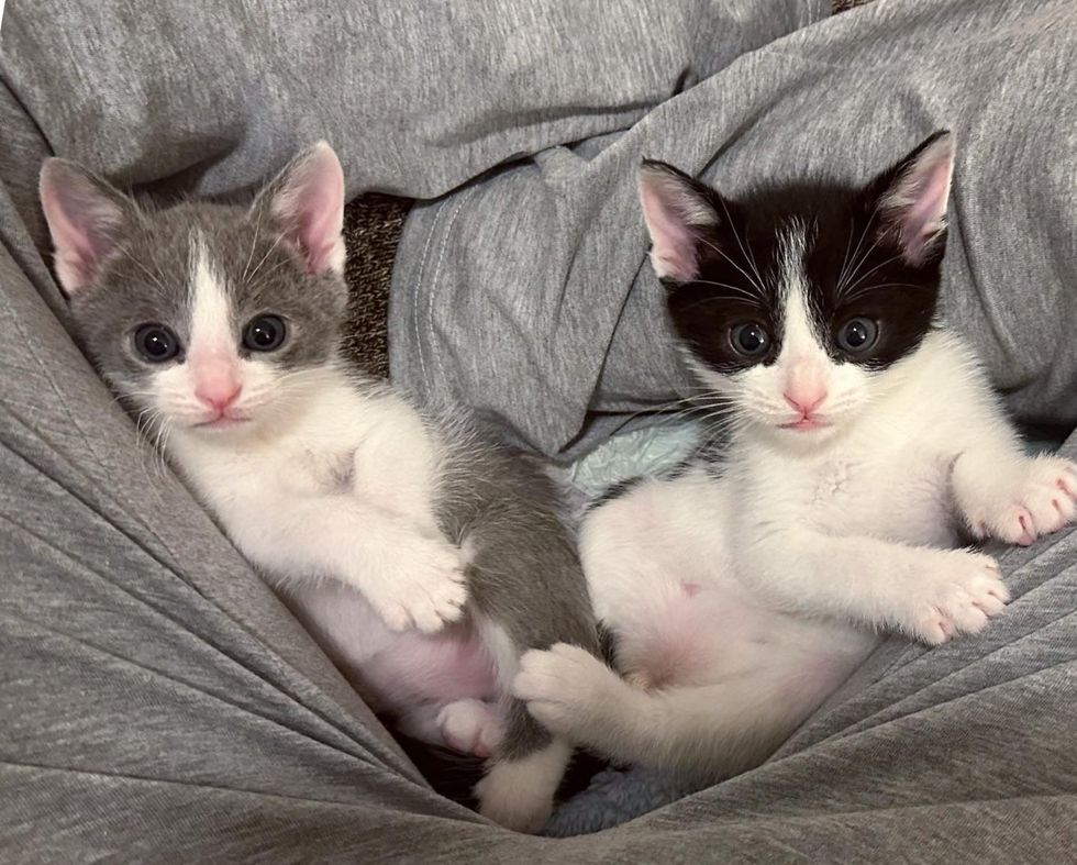 bonded kittens lap cats