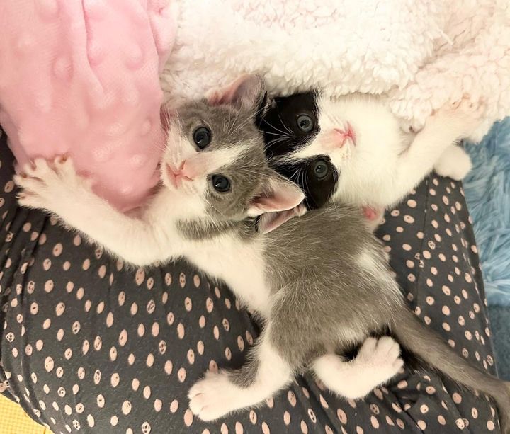 bonded kittens brothers
