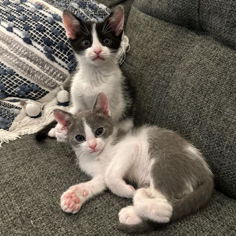 best friends kittens, ben jerry kittens