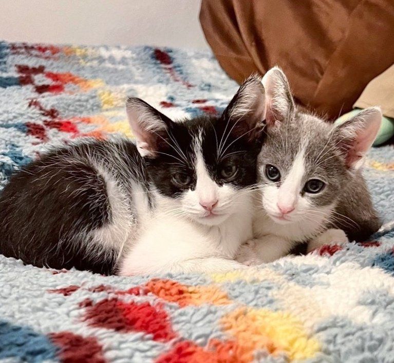 bonded kittens