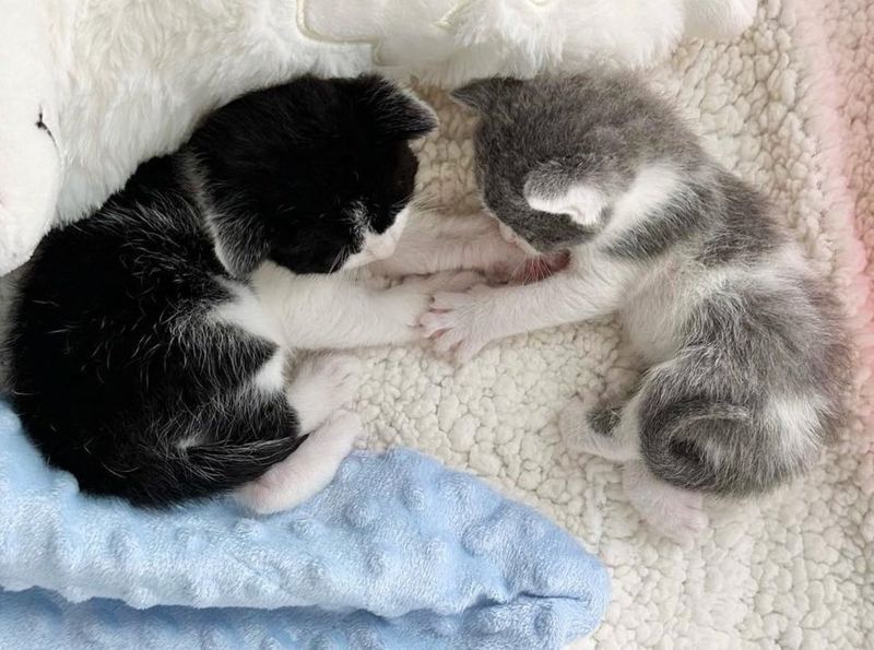 bonded kittens brothers