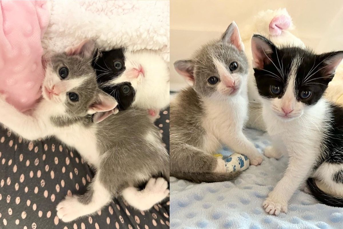 Kittens Found in Warehouse Together, One of Them Needs Help to Walk, and the Other Never Leaves His Side
