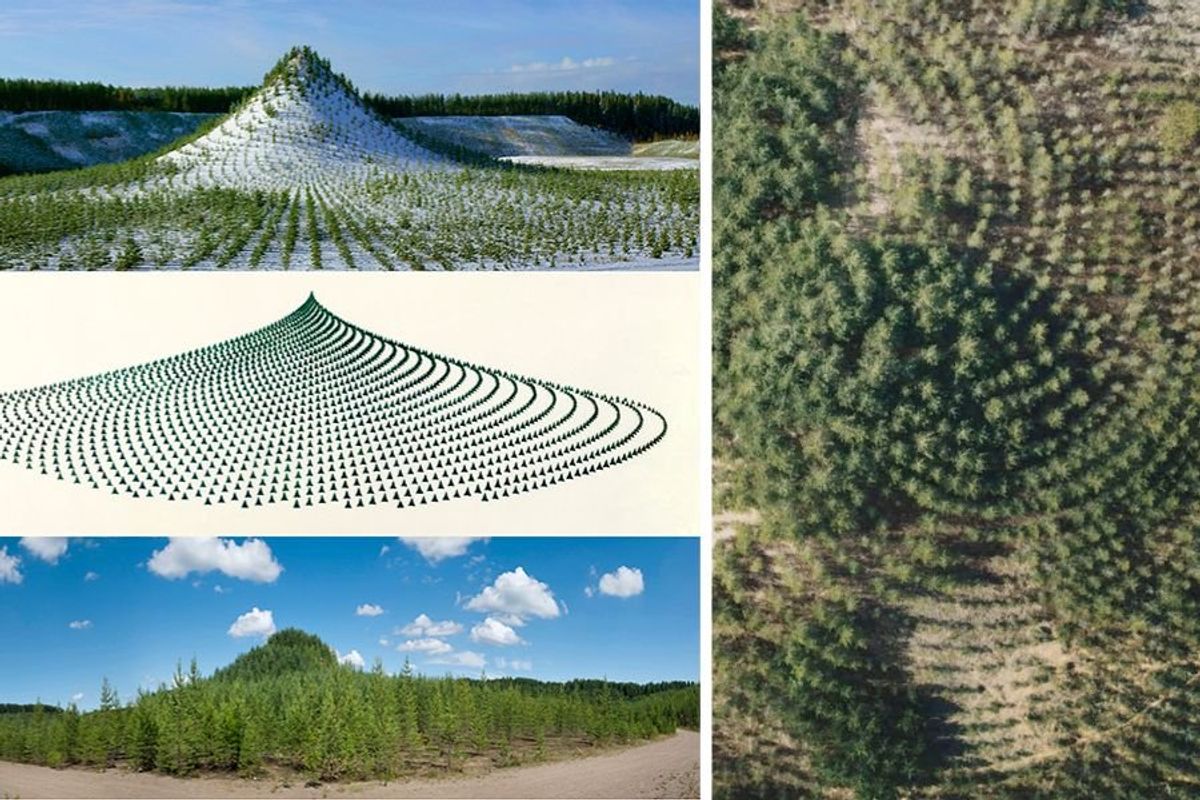 agnes denes, tree planting, earth day