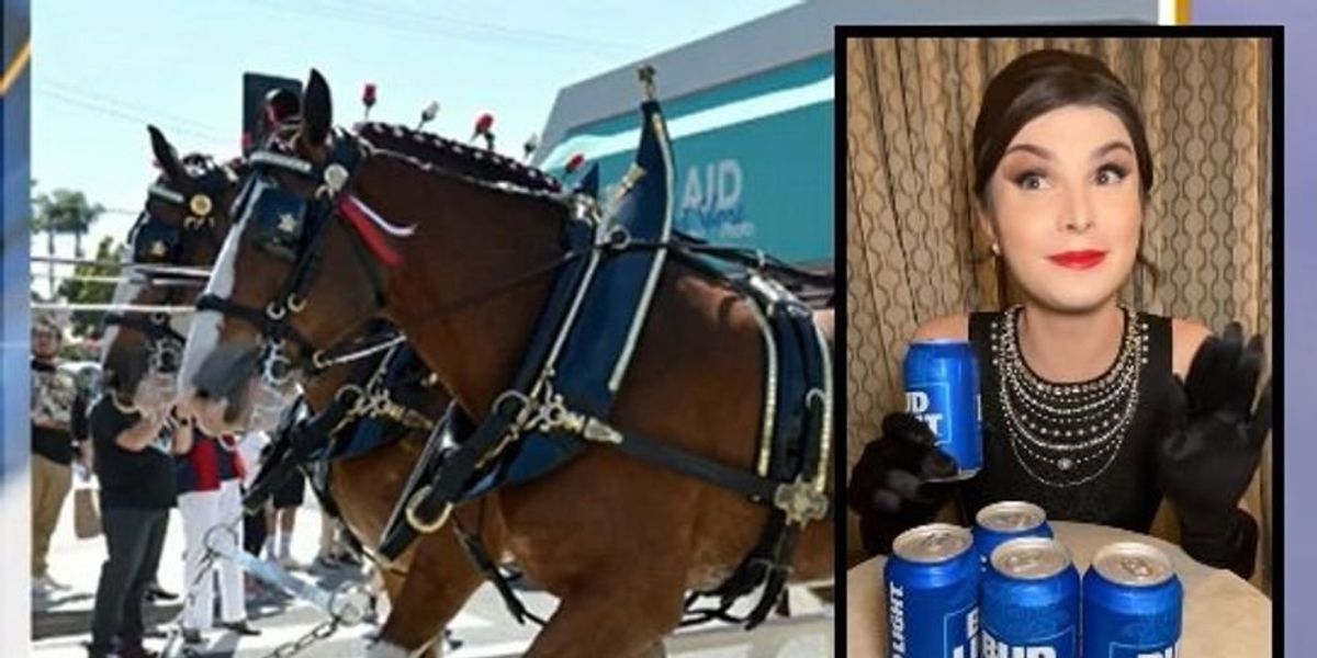 NextImg:Budweiser Clydesdale event canceled as blowback continues over Bud Light's partnership with transgender activist