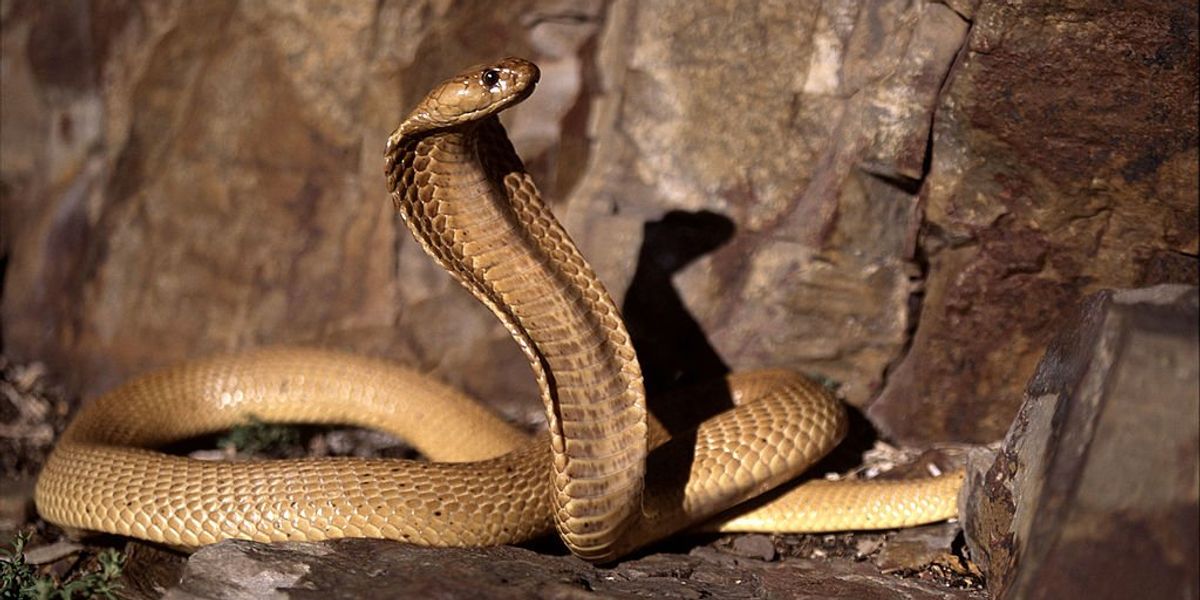 NextImg:Pilot lands plane with venomous cobra on board