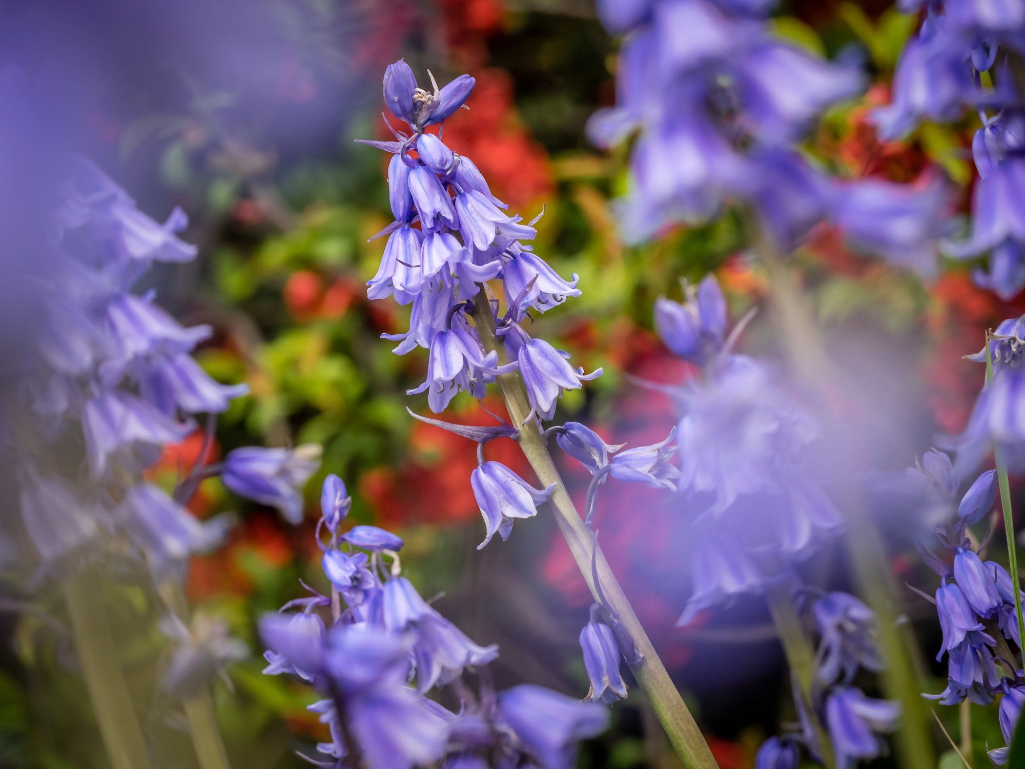 Raperonzolo, la principessa delle verdure