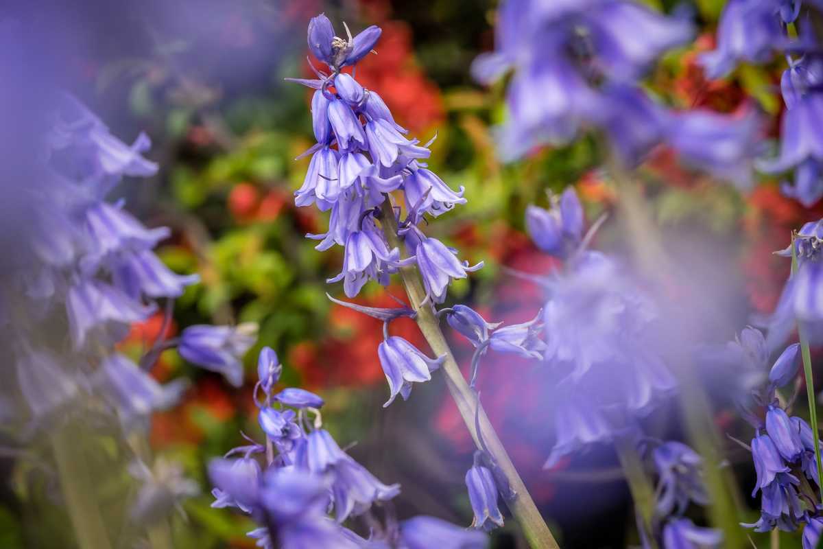 Raperonzolo, la principessa delle verdure