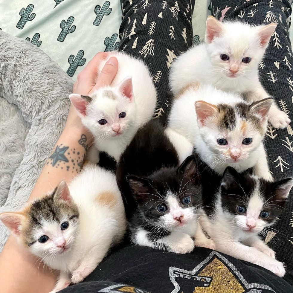 warm lap kittens snuggling