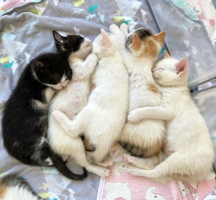 snuggly cuddle puddle kittens