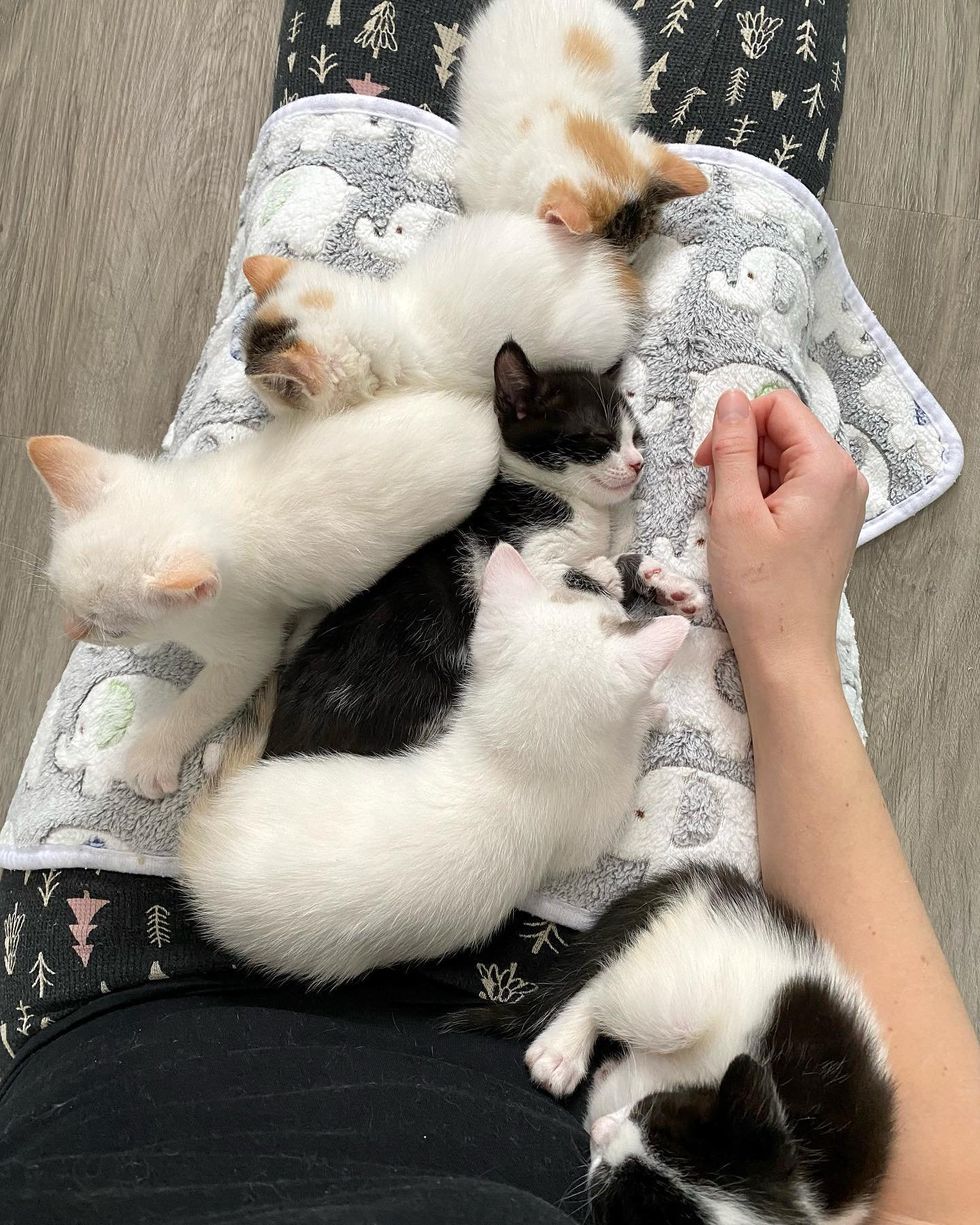 sleeping lap kittens