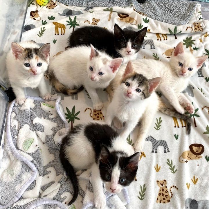 sweet kittens hanging out