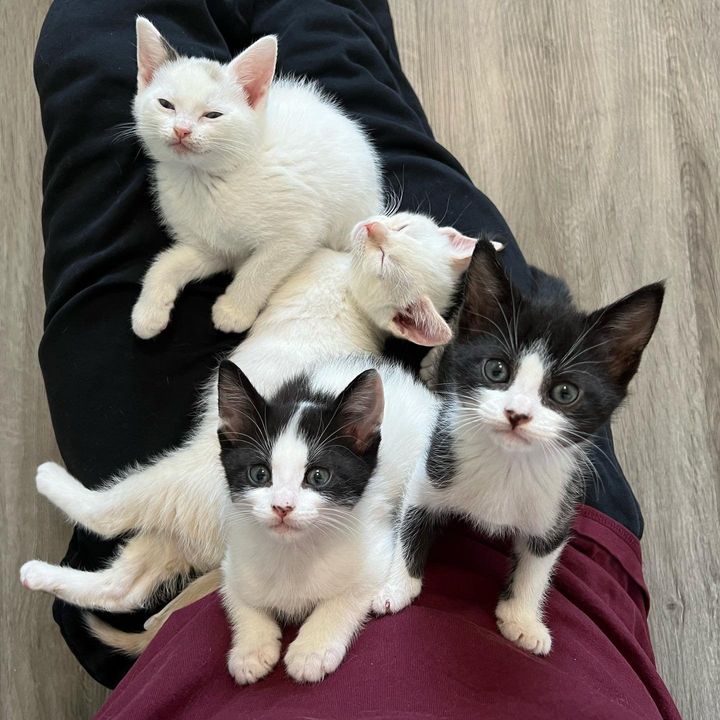 sweet lap kittens snuggling