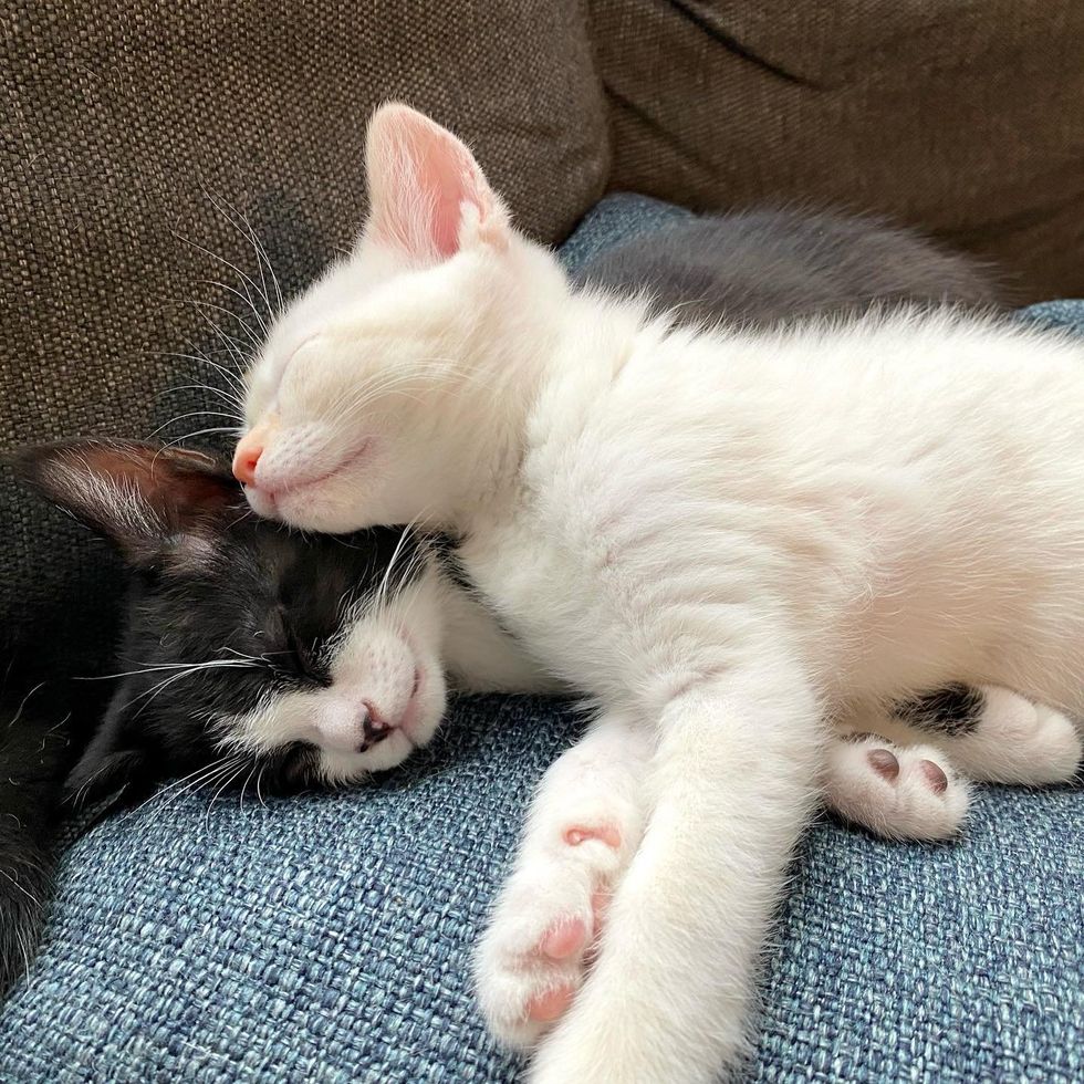 snuggling kittens