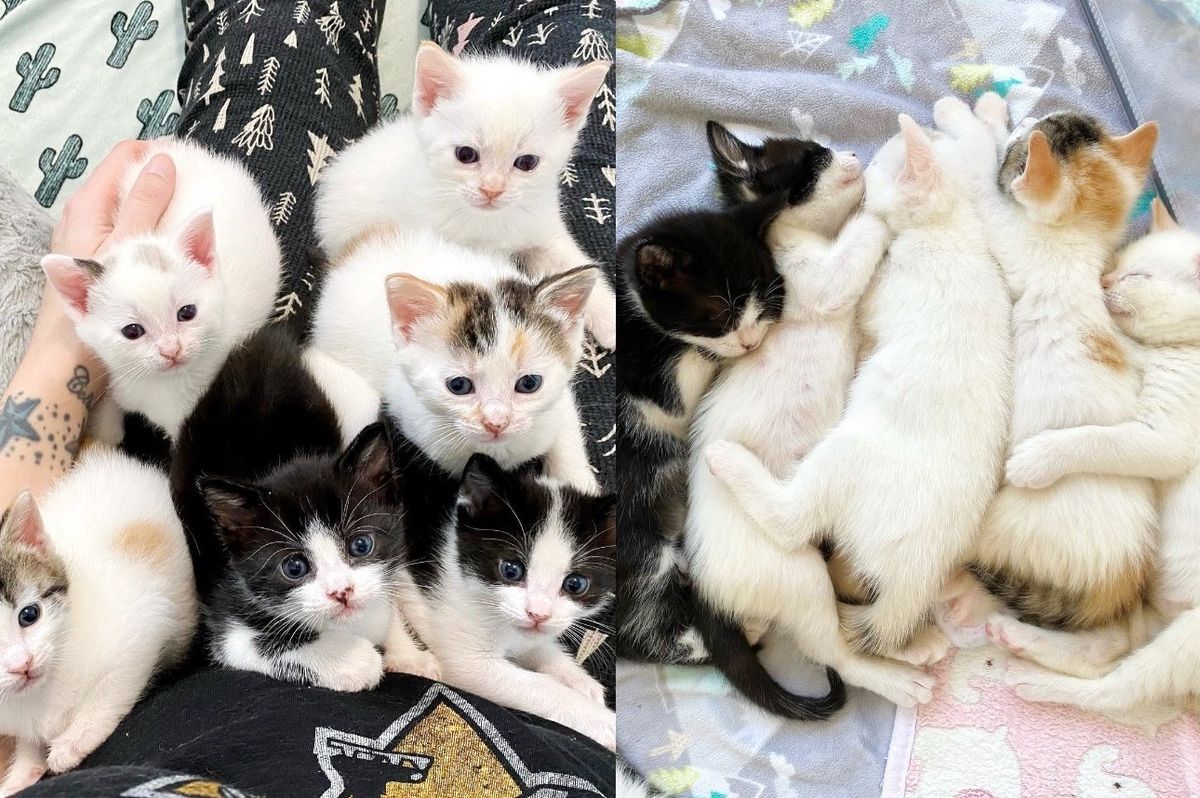Six Kittens Get Chance at a Better Life Together, the Love They Have for Each Other is Immeasurable