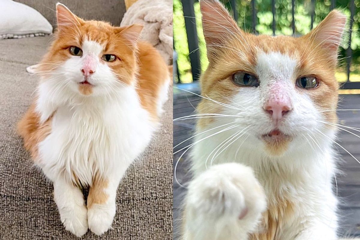 Cat Appears on a Porch and Tries to Make His Way in, It Turns Out to be the Best Choice Ever