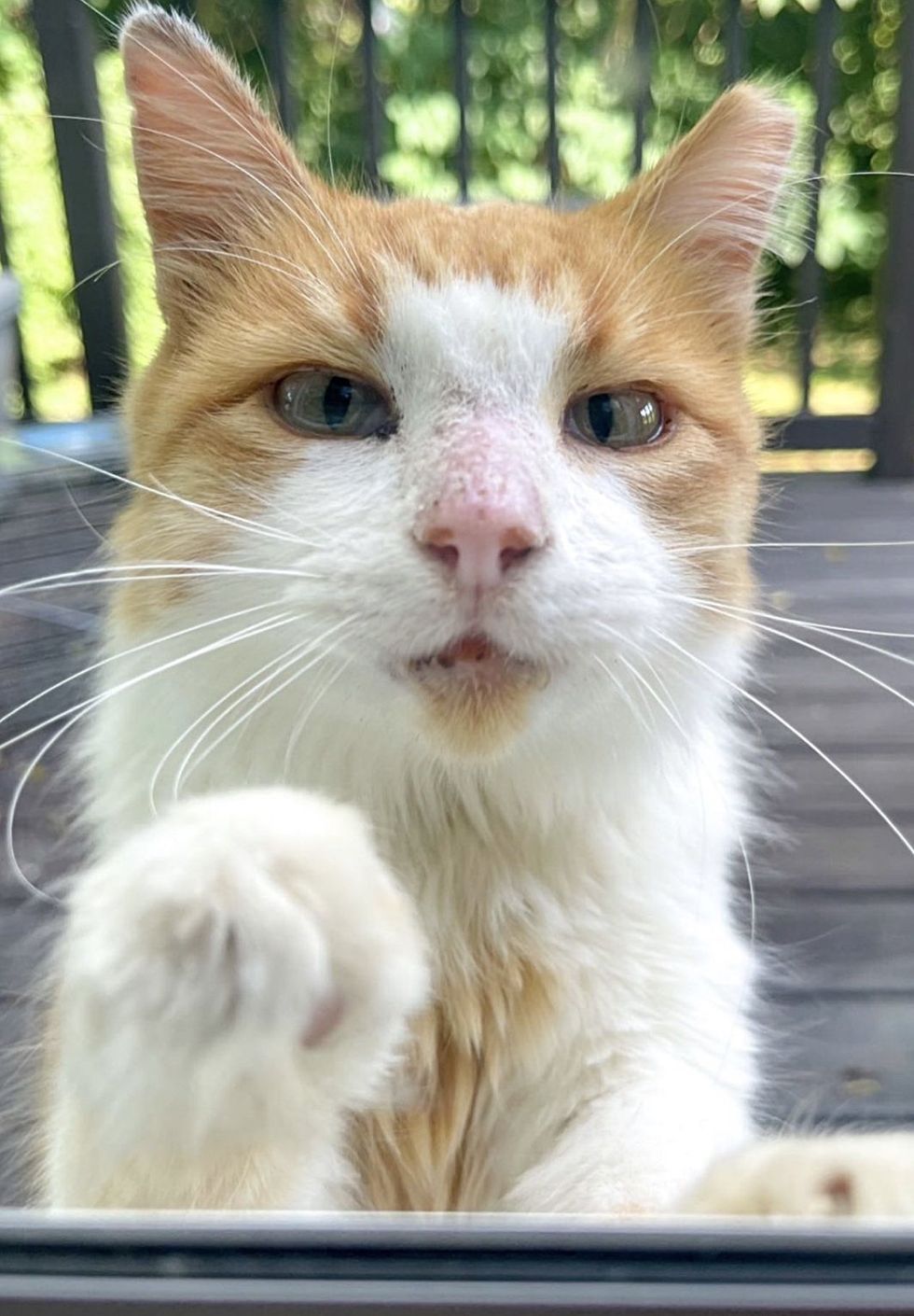 stray cat paw porch