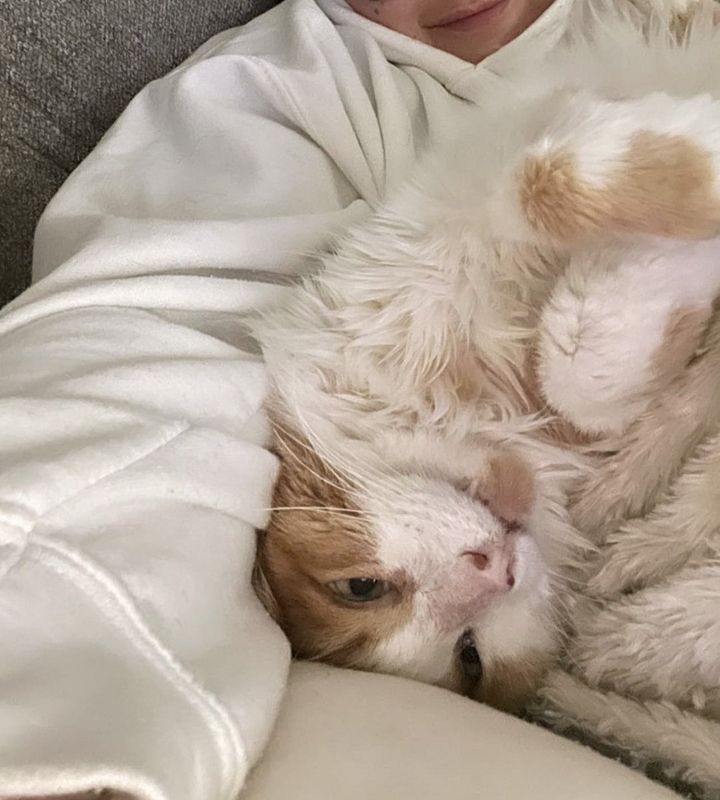 snuggly cat