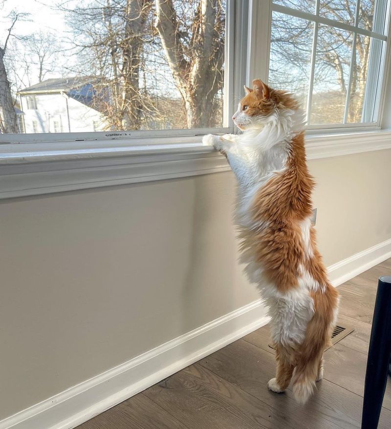 fluffy cat window watching