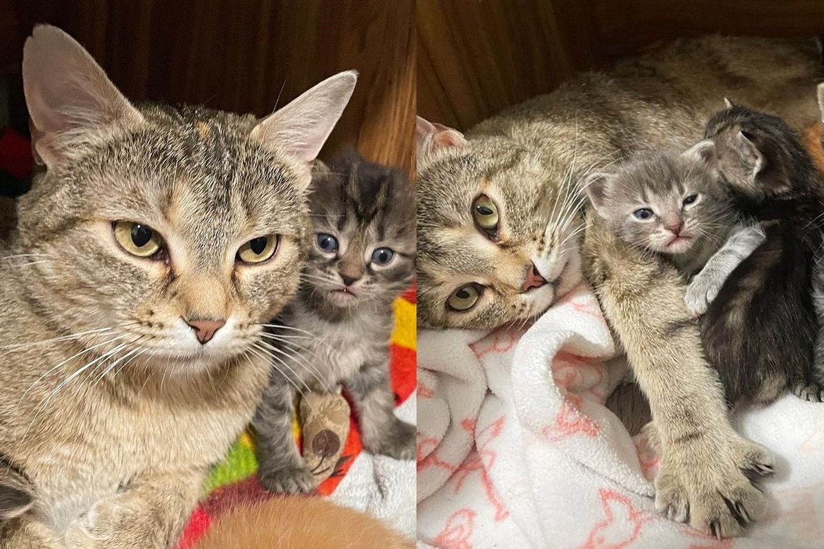 Kind People Go Back to Find the Mother of a Kitten, Turns Out the Cat Has More Kittens to Feed