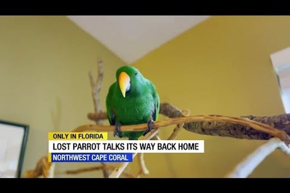 lost parrot; talking parrot; found pet; acts of kindness