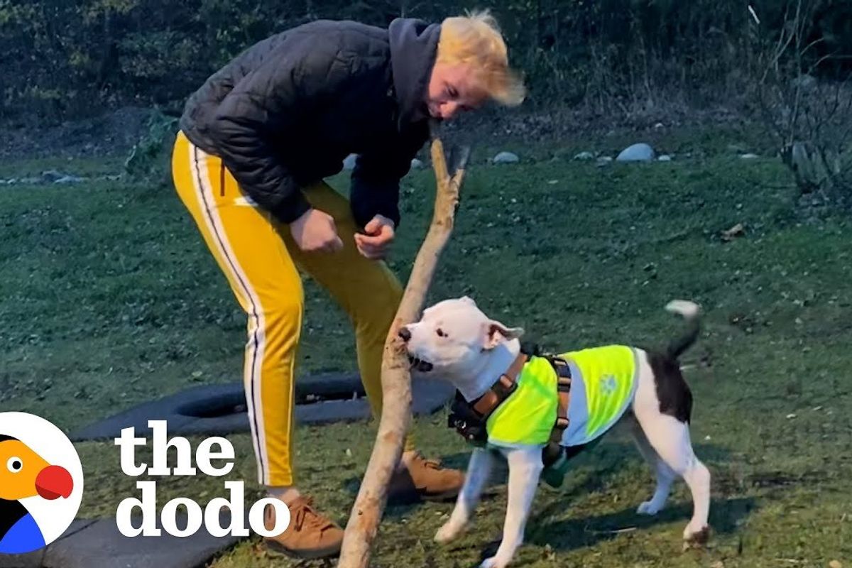 mans best friend; pets; funny dog videos; dogs