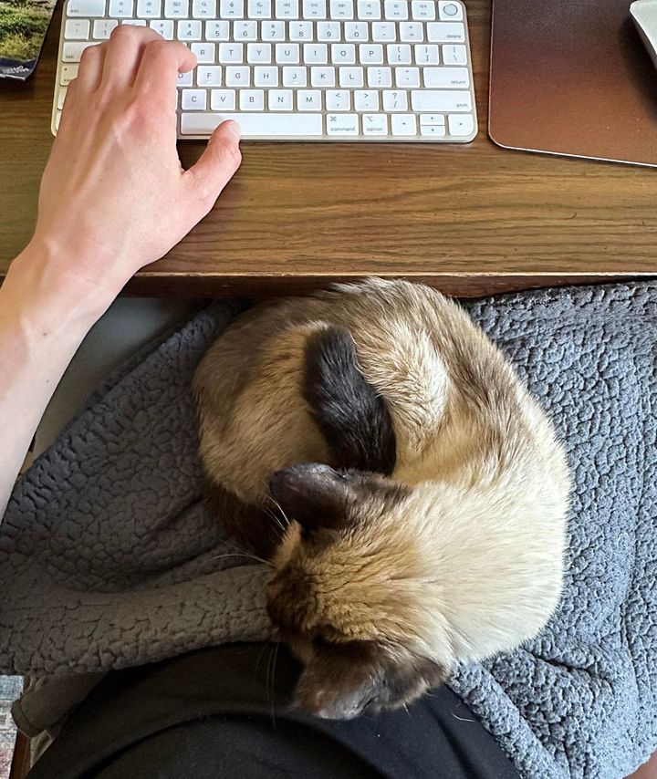 office sleeping cat