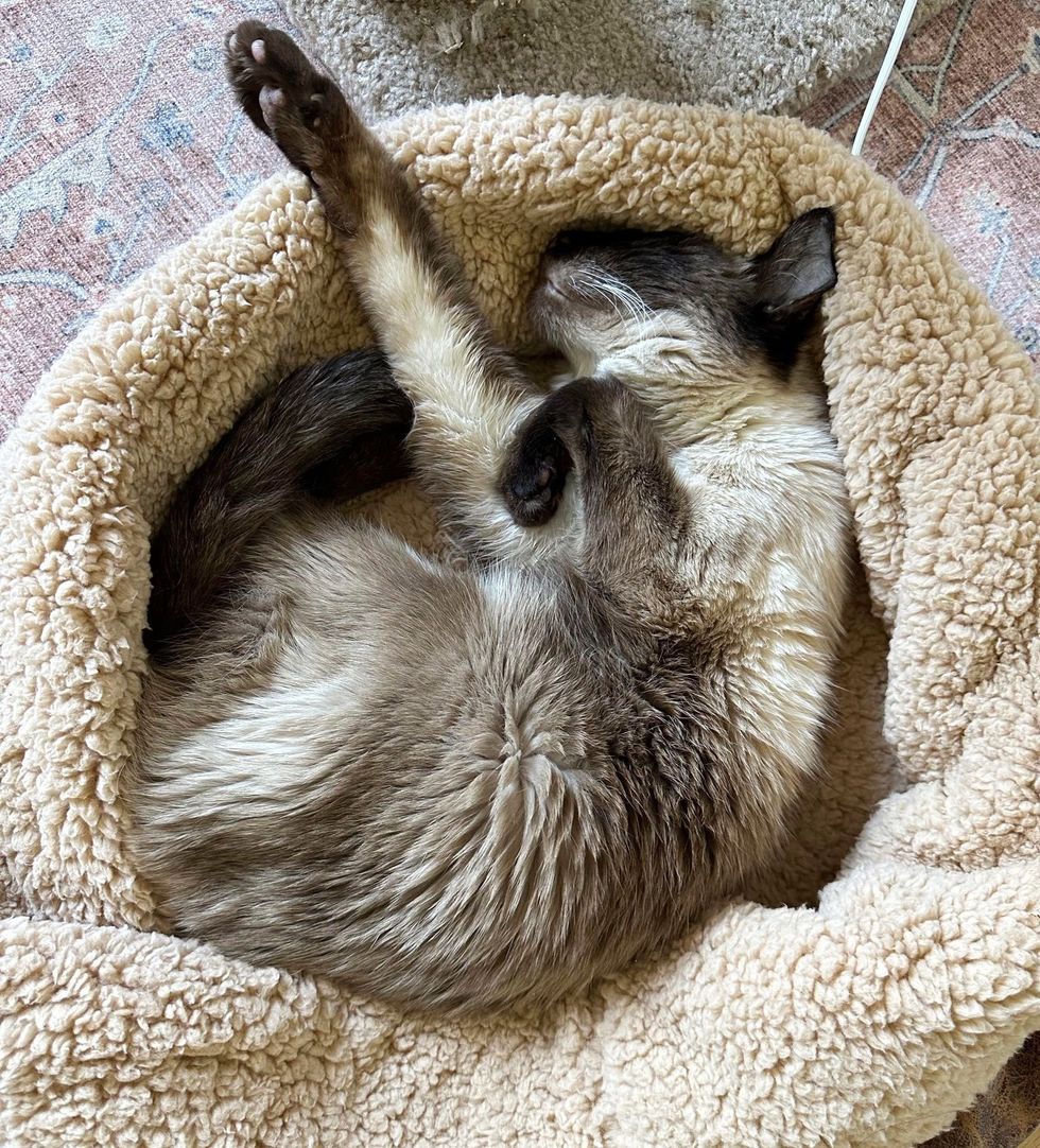 Grateful Cat 'Thanks' Family When They Take Him Out of Shelter After He ...