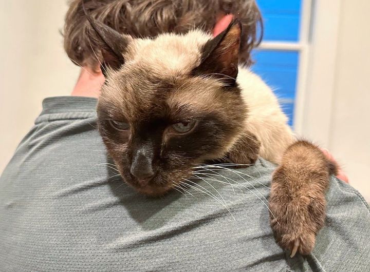 cat older hugs human