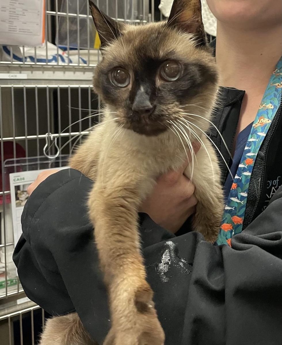 Grateful Cat 'Thanks' Family When They Take Him Out of Shelter After He ...
