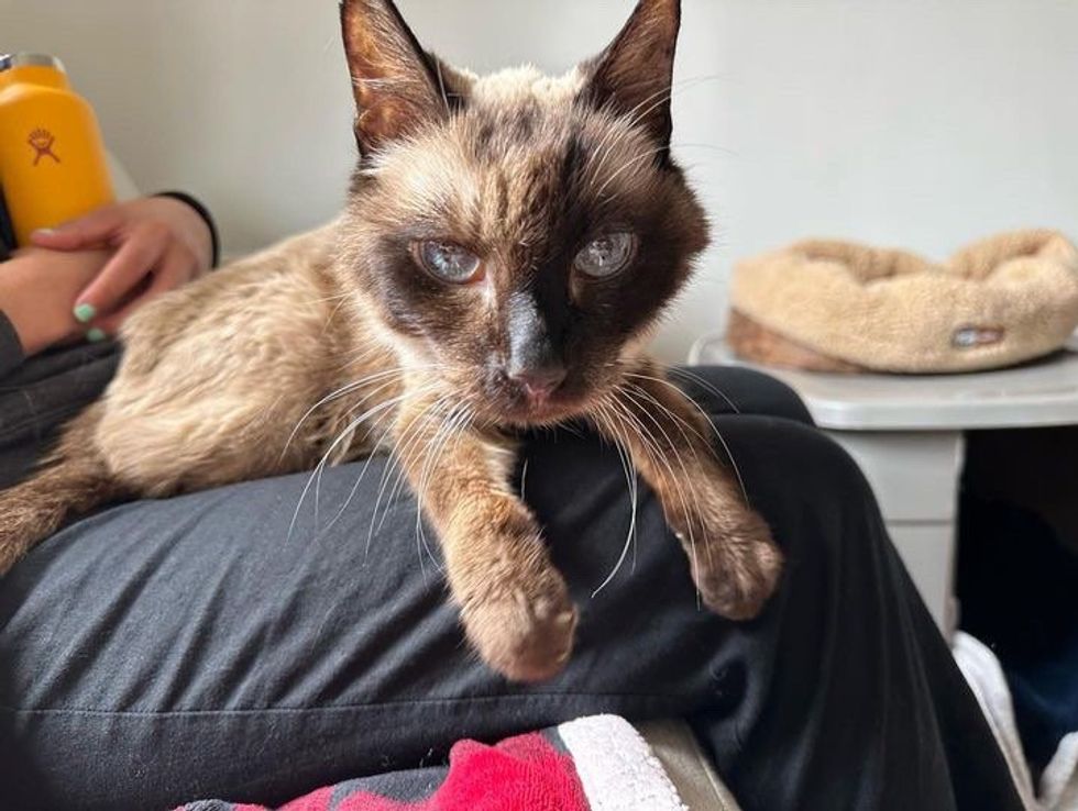 Grateful Cat 'Thanks' Family When They Take Him Out of Shelter After He ...