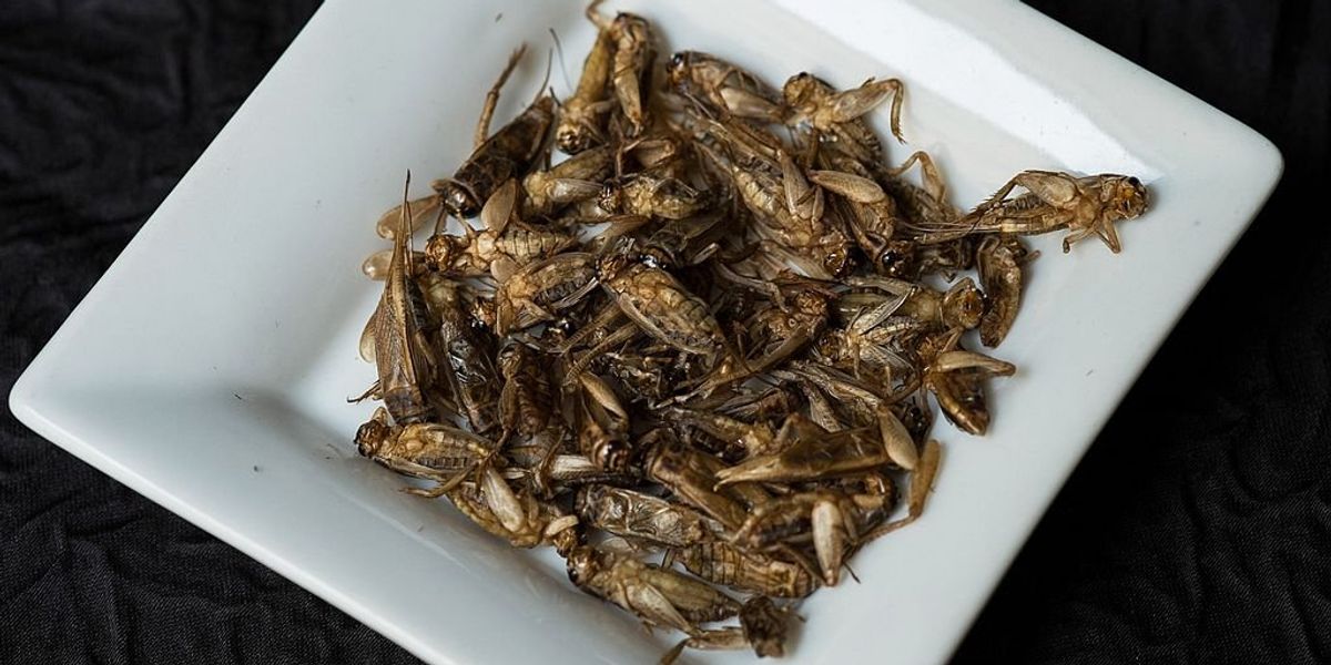 NextImg:Mother says she's feeding baby cricket products and plans to eventually add worms, ants, and grasshoppers