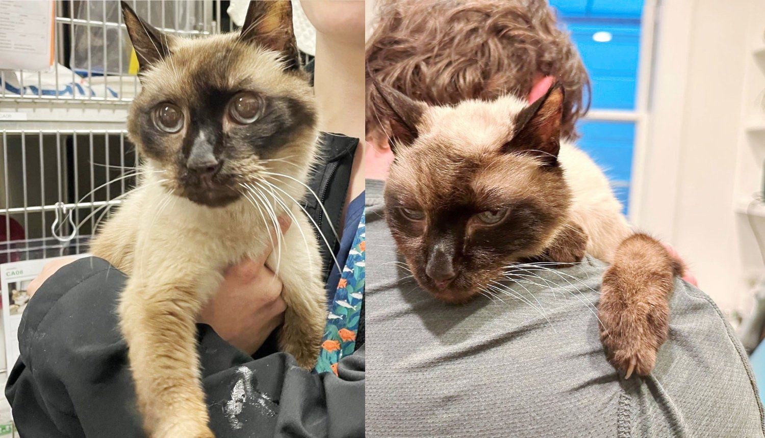 Found siamese sale cat