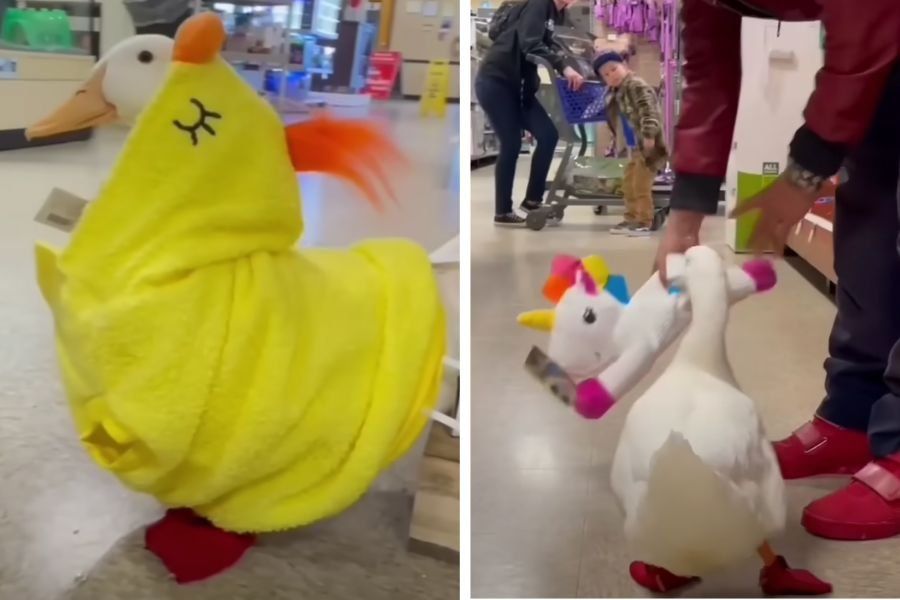 Man takes his duck on a PetSmart shopping spree Upworthy