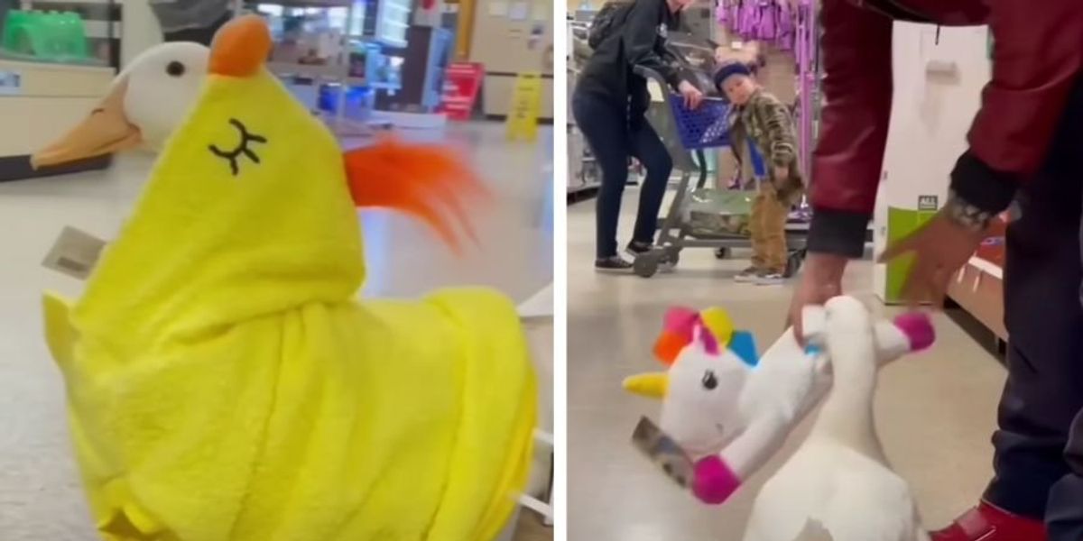 Man takes his duck on a PetSmart shopping spree - Upworthy