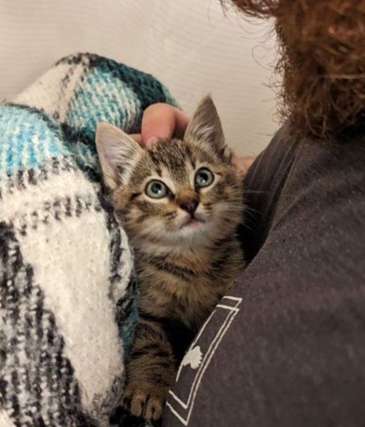 stray kitten cuddles