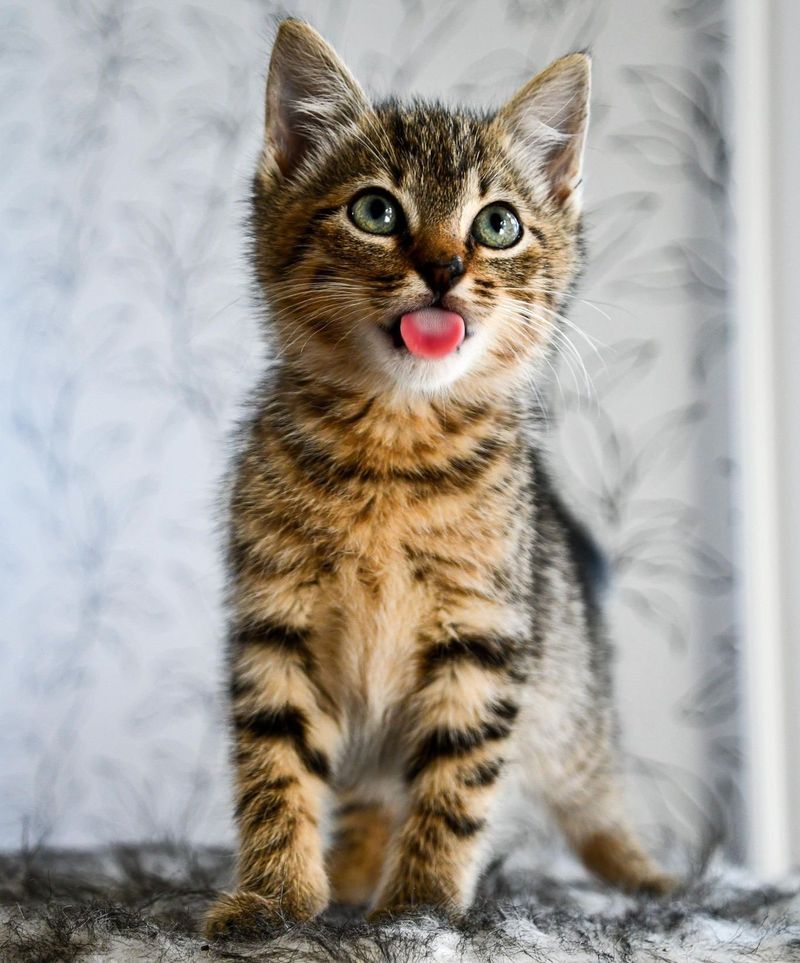 silly tabby kitten