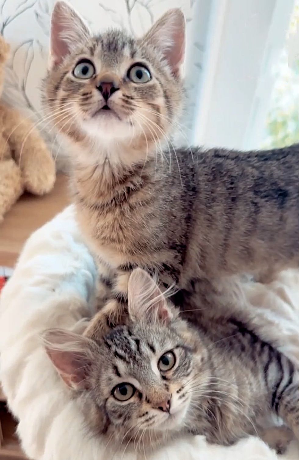 tabby kittens snuggly