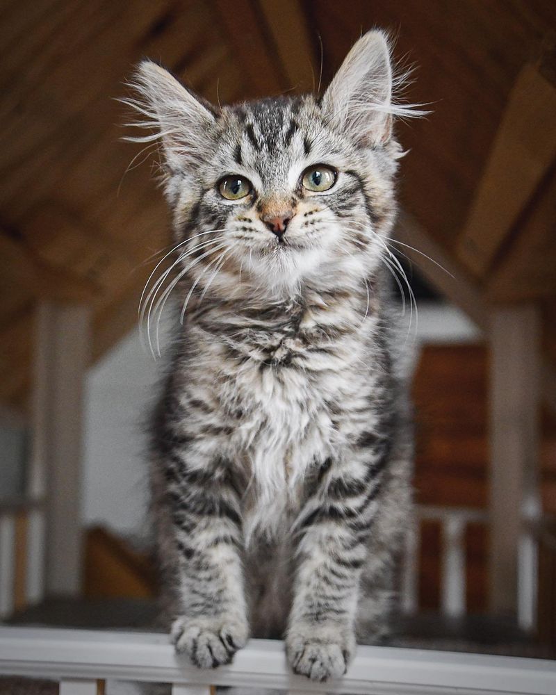 fluffy tabby kitten