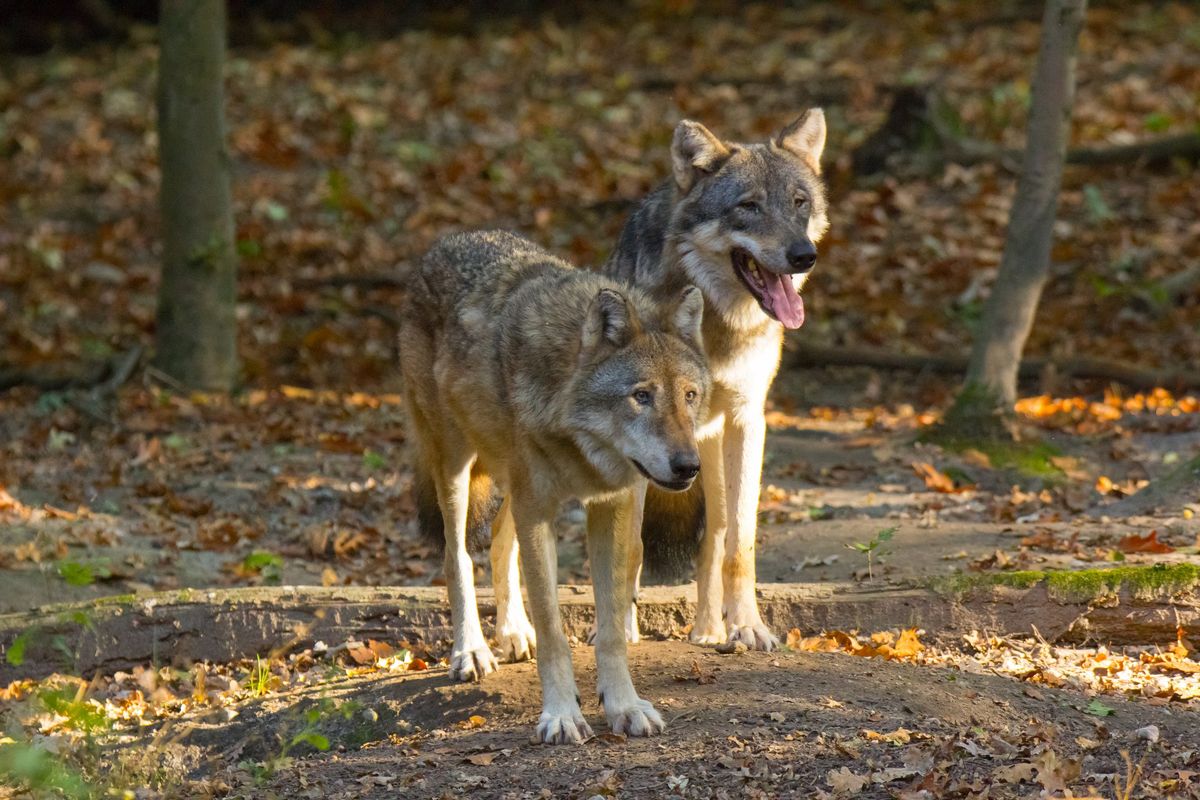 Dopo l’orso, arrivano anche i branchi di lupi