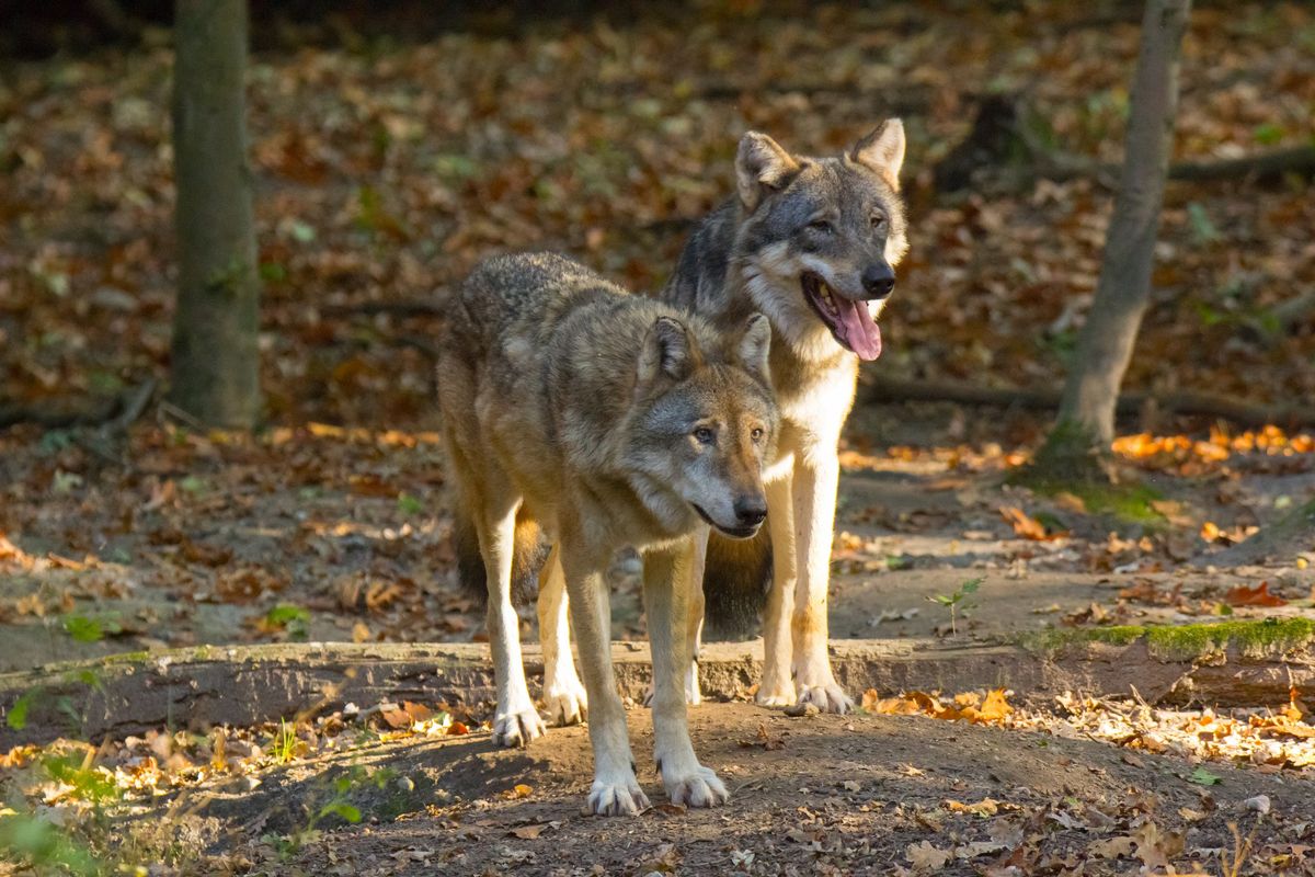 Dopo l’orso, arrivano anche i branchi di lupi
