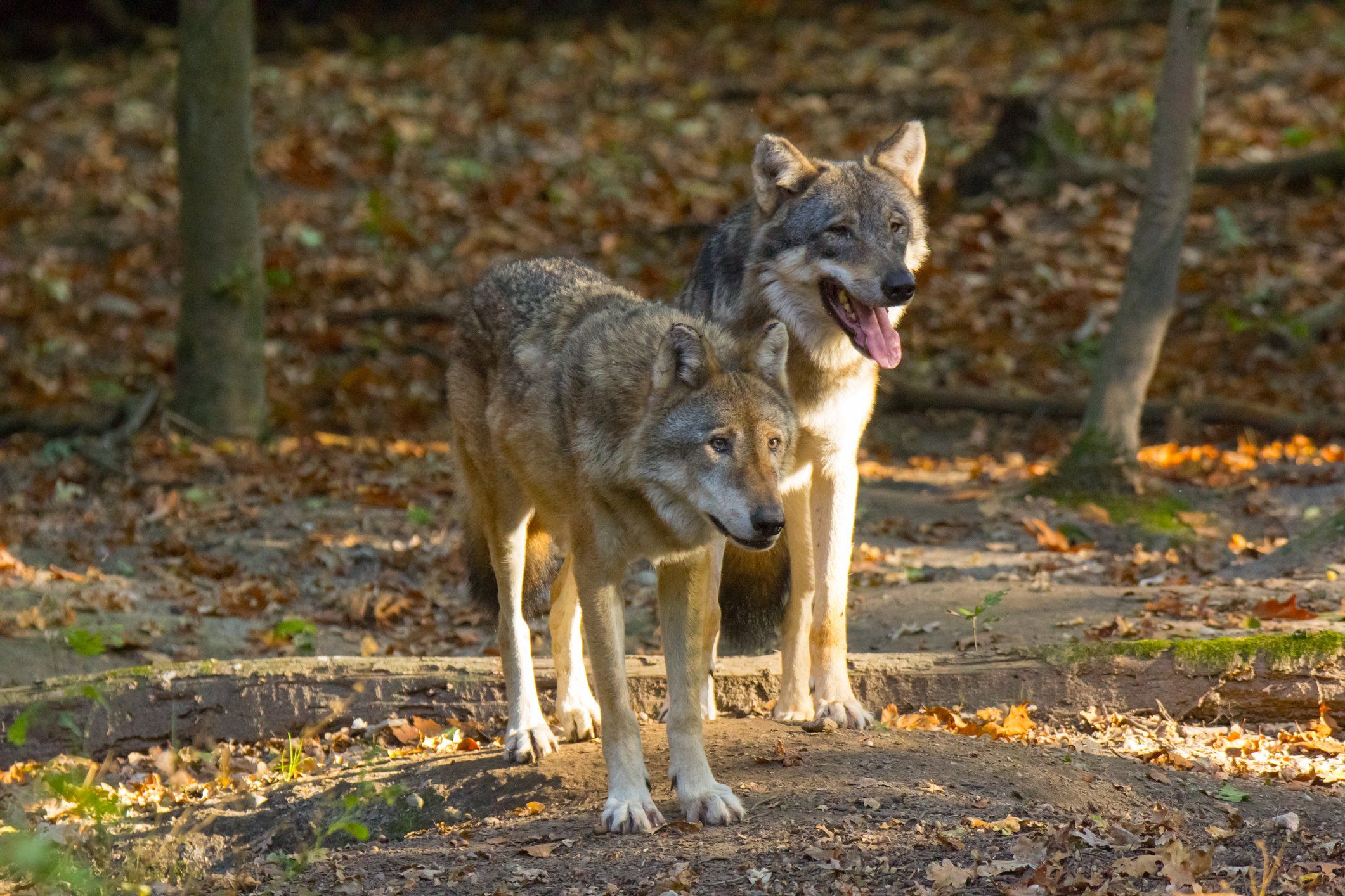 Dopo l’orso, arrivano anche i branchi di lupi