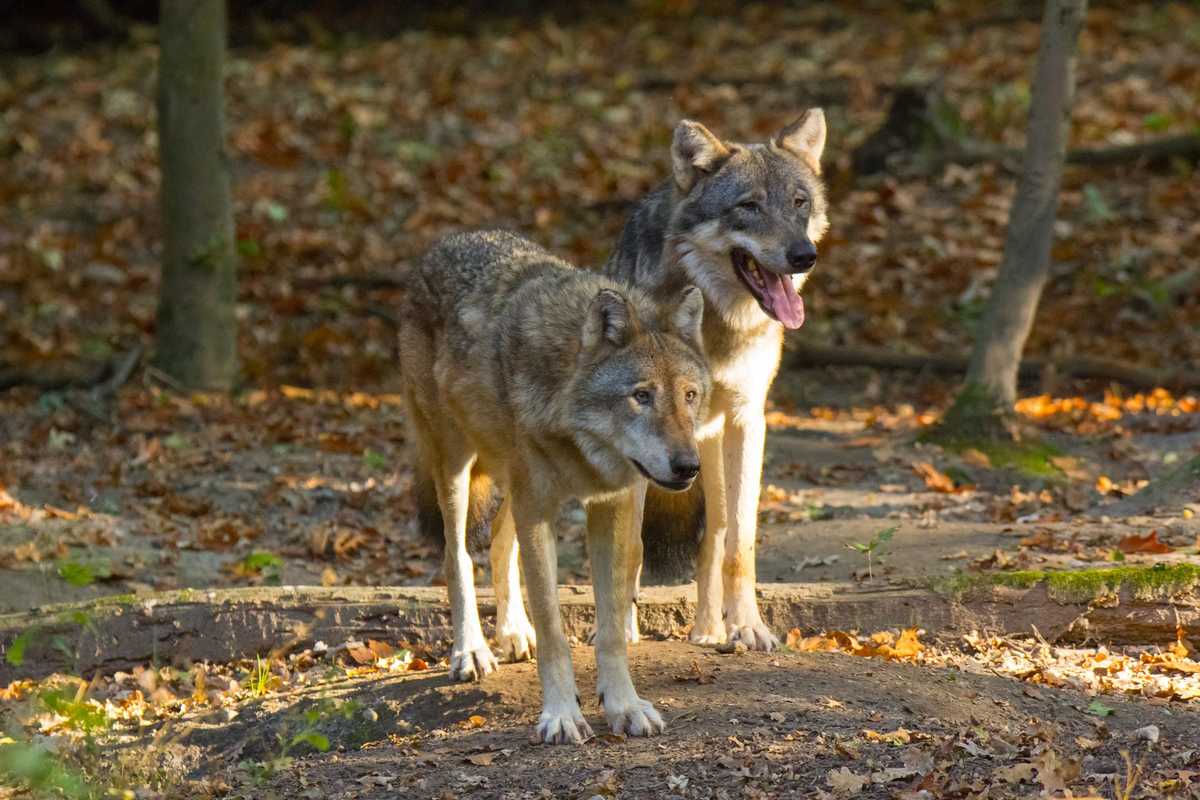 Dopo l’orso, arrivano anche i branchi di lupi