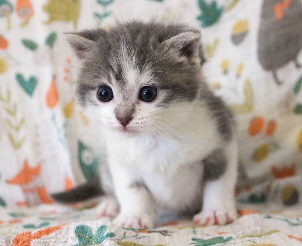 kitten large  eyes cute