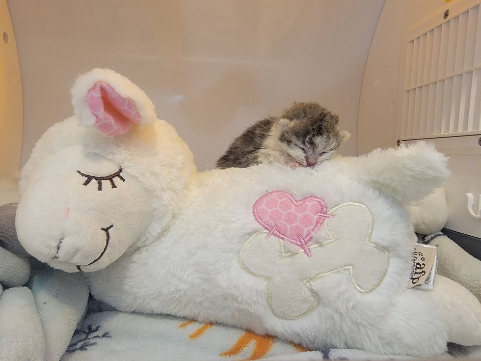 orphan kitten sheep toy