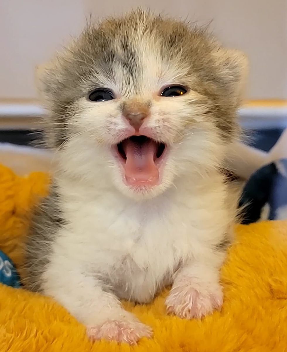 kitten meowing