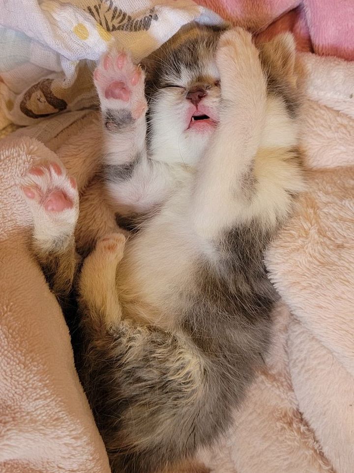sleeping kitten belly